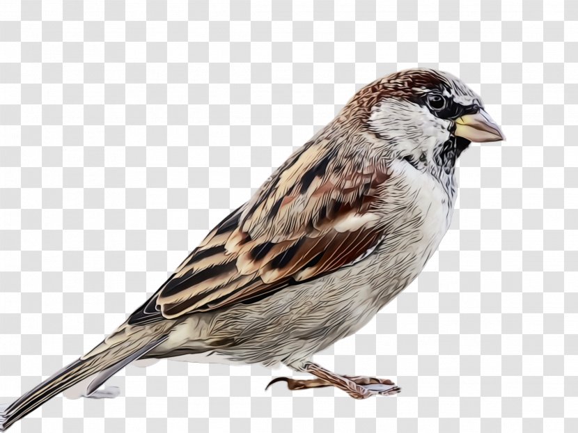 Bird House Sparrow Beak Chipping - Paint - Swamp Songbird Transparent PNG