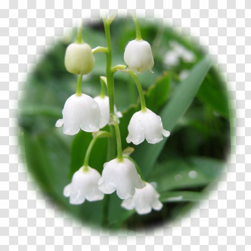 Lily Of The Valley Flower Lilium - Species - Transparent Background Transparent PNG