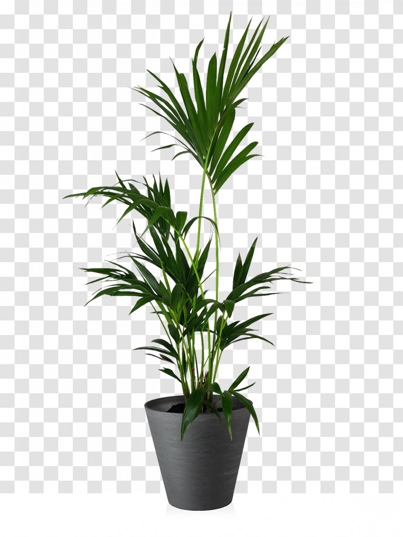 Guitar Plants Palm Trees Display Case Vase - Pianta Transparent PNG