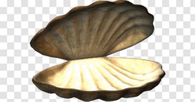 Cockle Veneroida Seashell - Rgb Color Model Transparent PNG