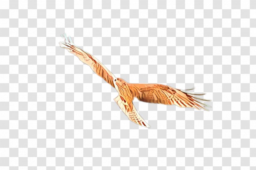 Feather - Grass Family - Metal Tail Transparent PNG