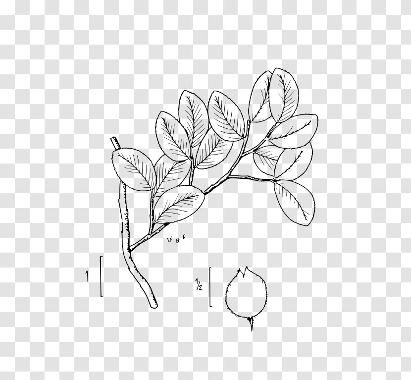 Floral Design Ulmus Crassifolia Plant Shrub - Stem Transparent PNG