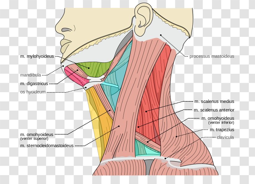 Scalene Muscles Posterior Triangle Of The Neck Torticollis - Frame - Triangles Transparent PNG