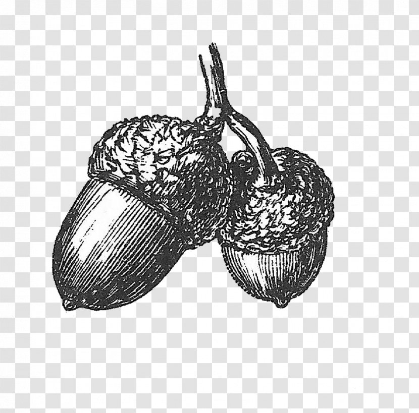 Acorn Drawing Black And White Clip Art - Botanical Illustration Transparent PNG