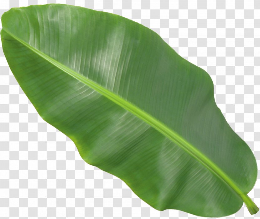 Banana Leaf - Plant Transparent PNG