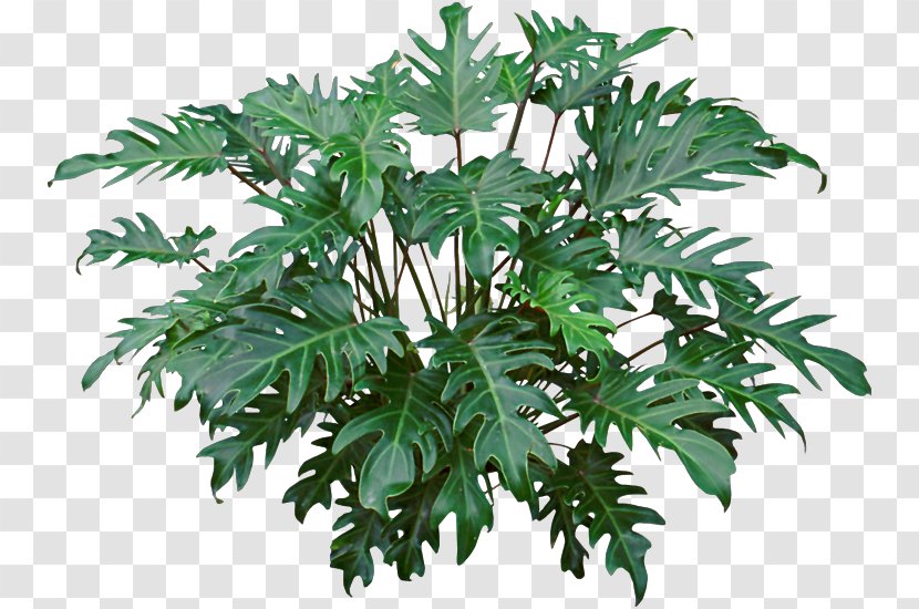 Philodendron Xanadu Bipinnatifidum Houseplant Ornamental Plant Syngonium - Flower Tropical Transparent PNG