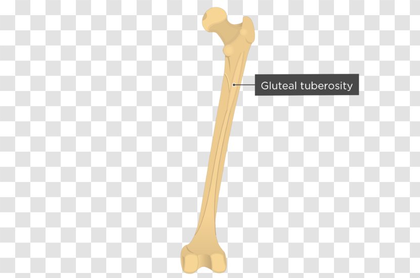 Gluteal Muscles Tuberosity Medial Condyle Of Femur Epicondyle - Joint - Greater Trochanter Transparent PNG