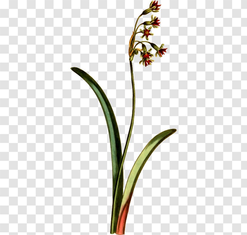 Clip Art Image Royalty-free Openclipart - Flowering Plant - Narcissus Graphic Transparent PNG
