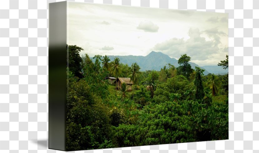 Biome Rainforest Gallery Wrap Vegetation Canvas - Bahay Kubo Transparent PNG