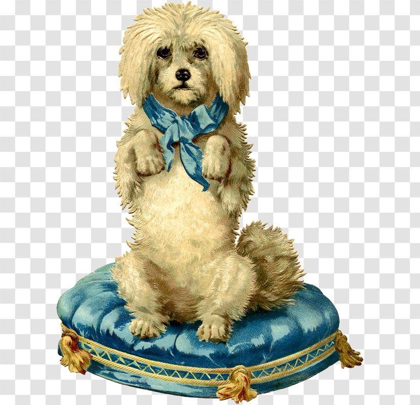 Maltese Dog Cockapoo Goldendoodle Shih Tzu Golden Retriever Transparent PNG