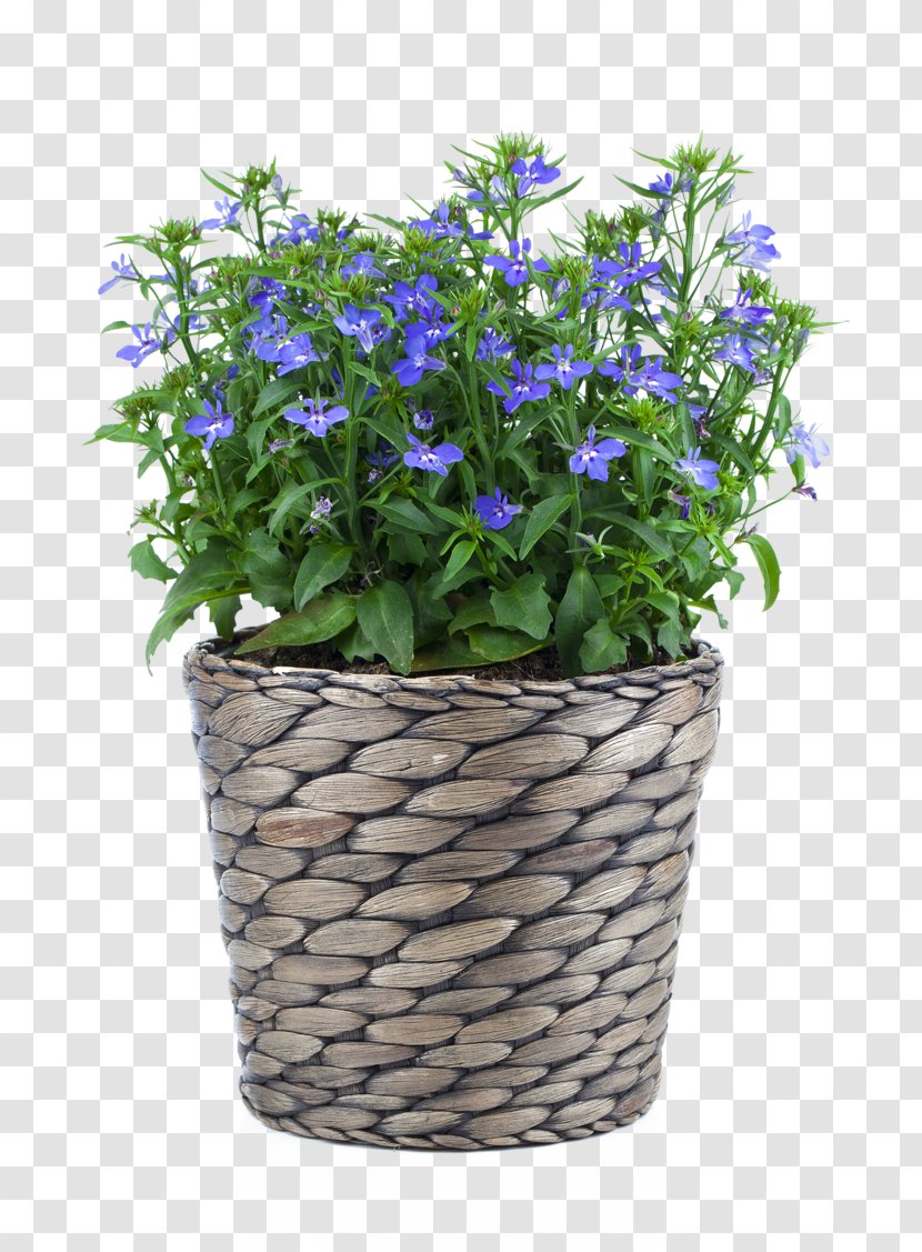 Lobelia Erinus Stock Photography Flowerpot Blue - Flower - Hortensia Transparent PNG