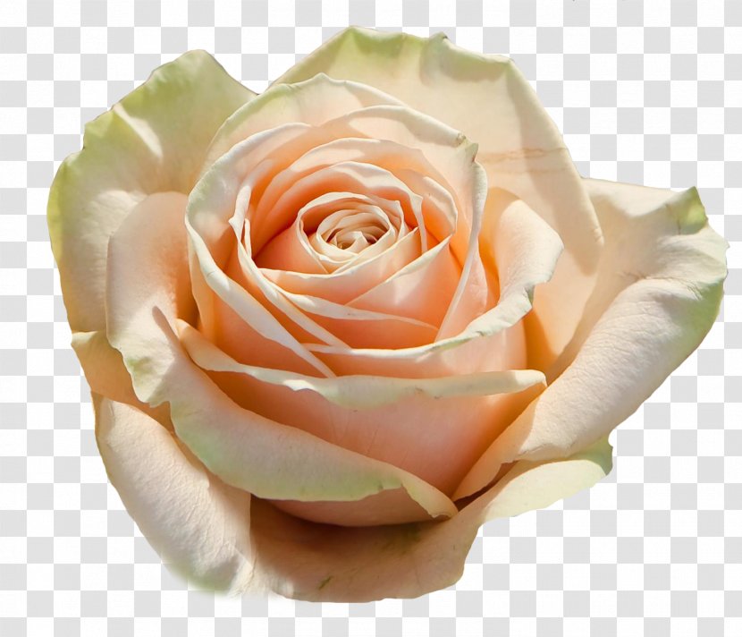 Garden Roses Cabbage Rose Floribunda Avalanche Petal - Close Up - PRUNUS Transparent PNG