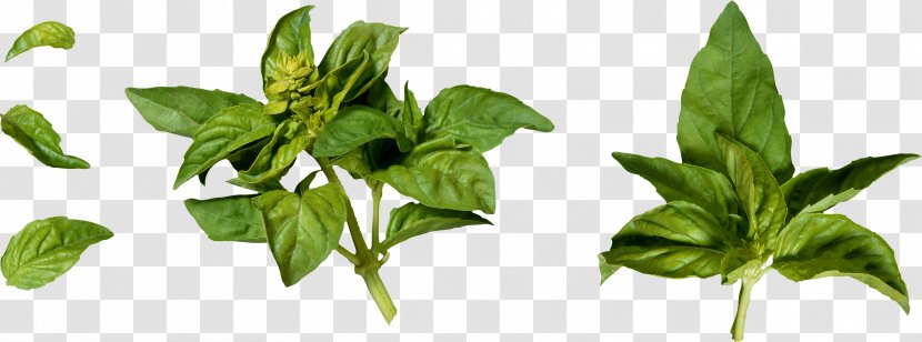 Fruit Salad Herb Thai Basil Food - Window Box - Herbs Transparent PNG