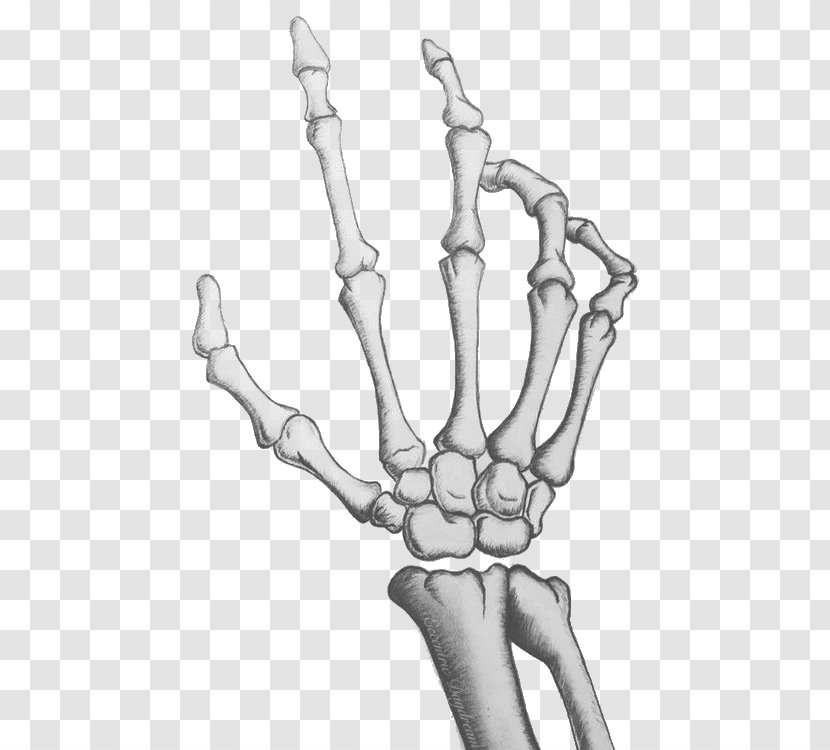 Human Skeleton Hand Drawing Bone - Tree - Palm Transparent PNG