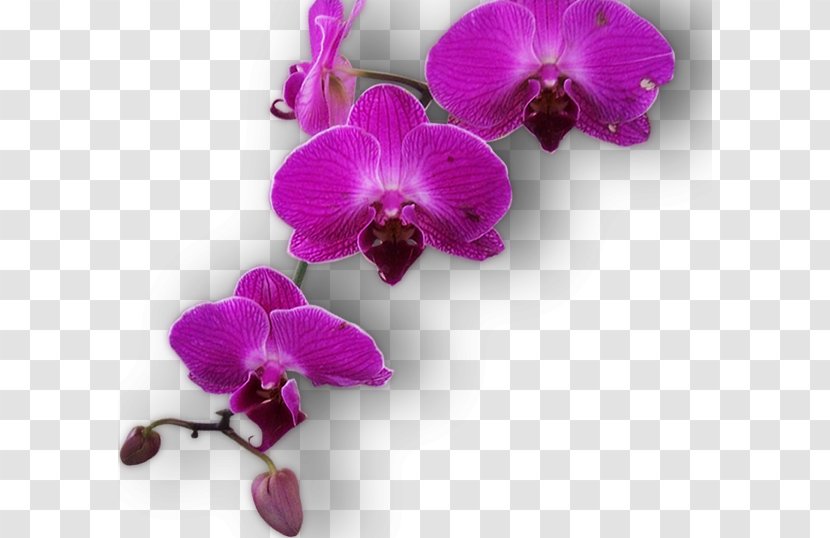 Paranga Restaurant Moth Orchids GIF Painting - Violet - Beautiful Ground Level Deck Transparent PNG