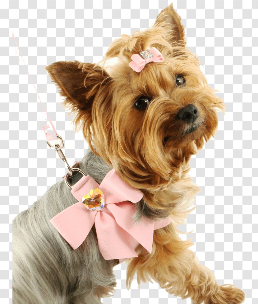 Yorkshire Terrier Puppy Clip Art - Dog - Image Picture Download Dogs Transparent PNG