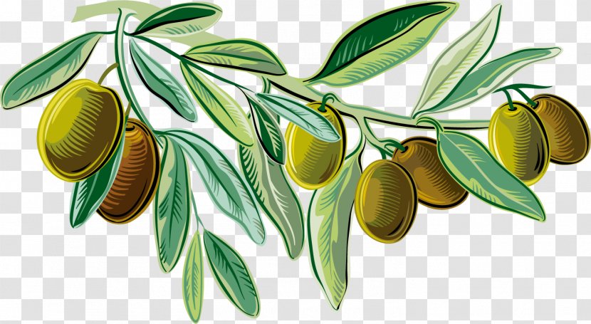 Mediterranean Cuisine Italian Olive Oil Illustration - Leaf - Green Delicious Olives Transparent PNG