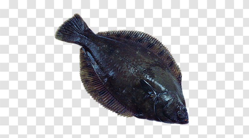 Seafood Flatfish European Plaice Pleuronectidae - Health - North America Blackfish Transparent PNG