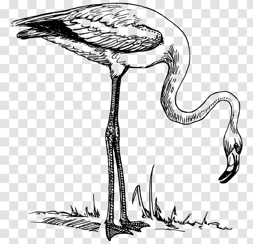 Flamingo Clip Art - Black And White - Wonderland Clipart Transparent PNG