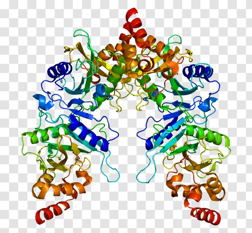 SUFU Protein GLI3 Alanine Transaminase Hedgehog Signaling Pathway - Tree - Wechat Expression 19 0 1 Transparent PNG