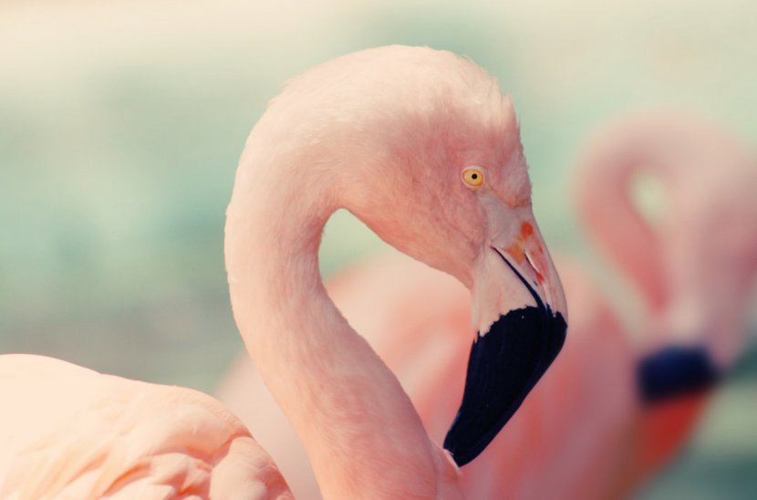 Lake Nakuru Bird Flamingo Pink Photography - Close Up Transparent PNG