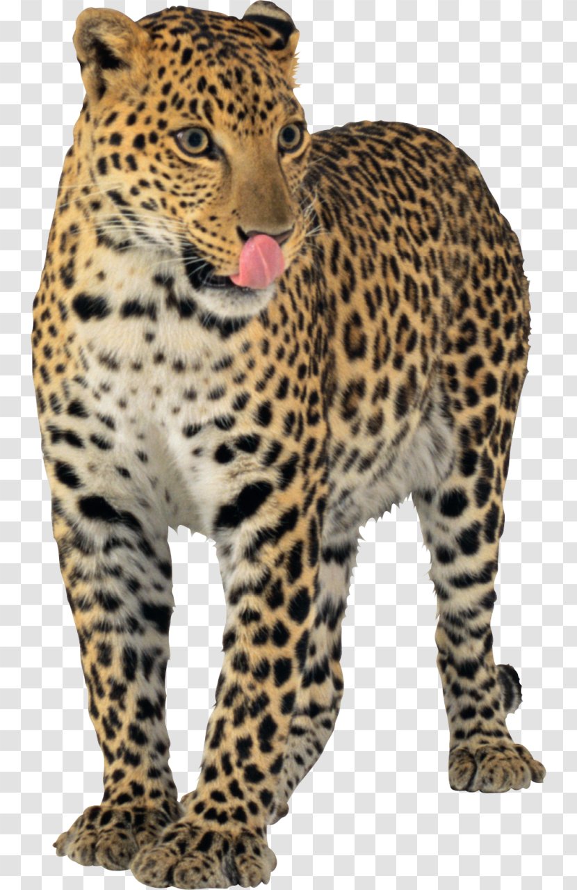 Leopard Cheetah Jaguar Tiger - Mammal Transparent PNG