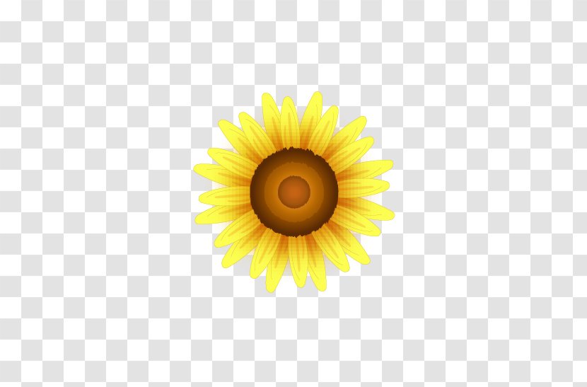 Common Sunflower - Yellow Sunflowers Transparent PNG