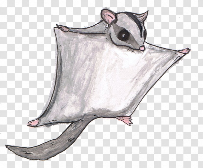 Sugar Glider Mammal Marsupial Rat Animal Alphabet Adventures - Animals Transparent PNG