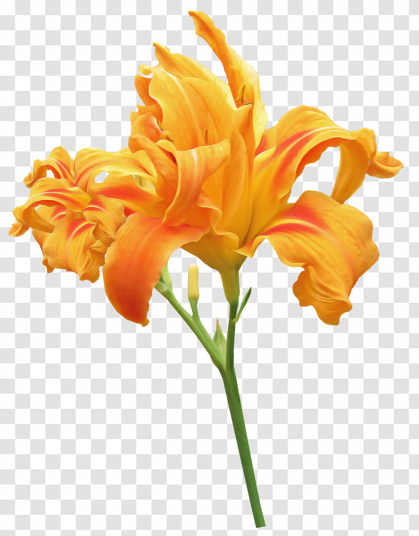 Orange Day-lily Orange Lily Plant Stem Flower Tiger Lily Transparent PNG