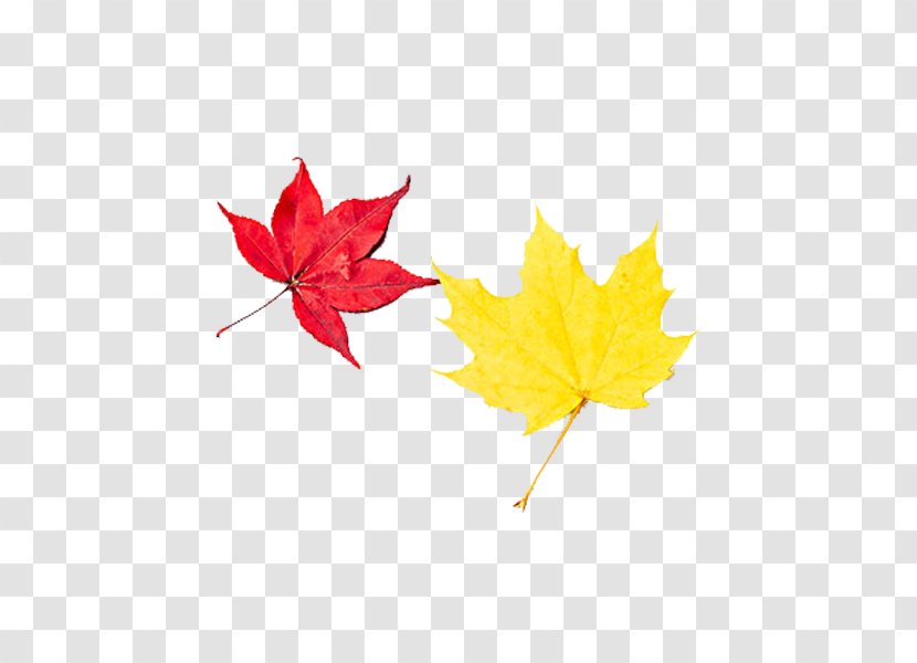 Autumn Leaf Deciduous - Pen - Leaves Transparent PNG