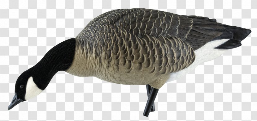 Canada Goose Decoy Anseriformes - Silhouette Transparent PNG