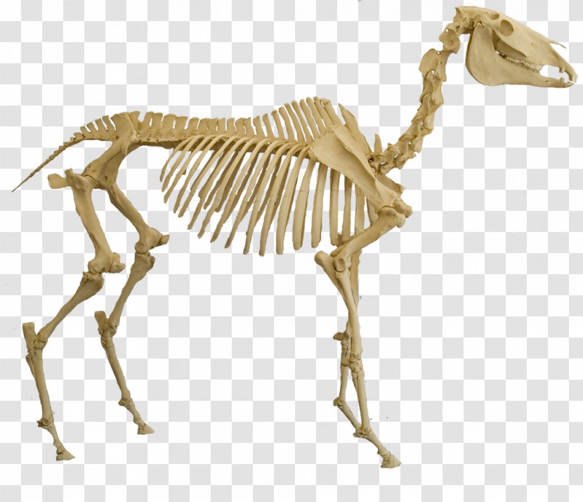 Skeletal System Of The Horse Skeleton Spinosaurus Bone - Equine Anatomy Transparent PNG