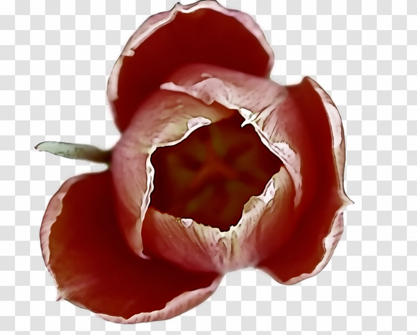 Tomato Transparent PNG