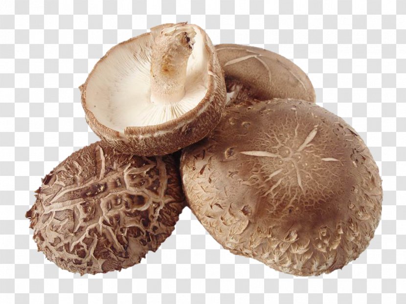 Shiitake Common Mushroom Edible Lentinus Transparent PNG