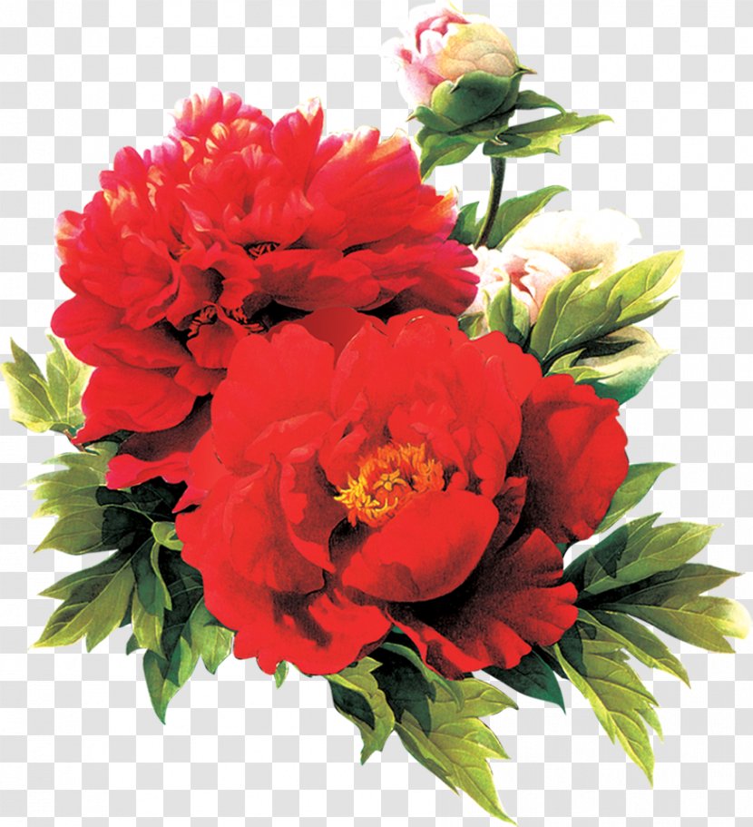 Moutan Peony Red - Annual Plant - Hand-painted Poster Flowers Transparent PNG
