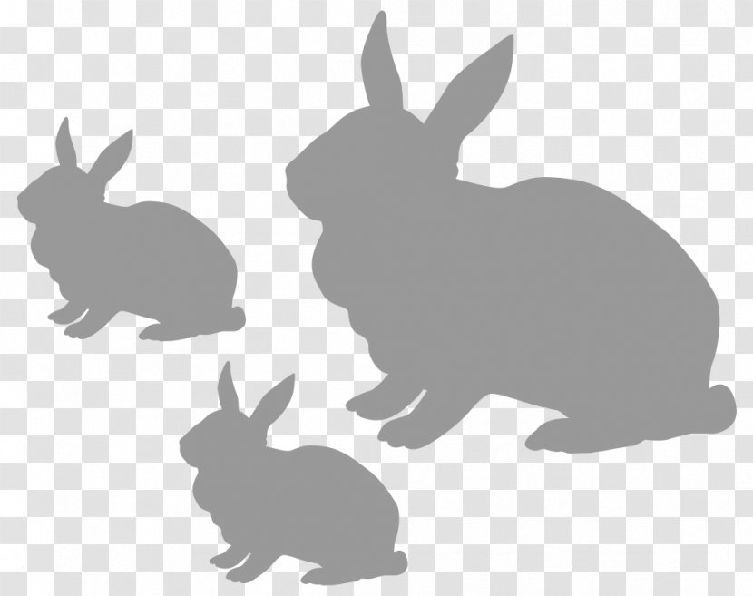 Domestic Rabbit Hare Pet Food - Vertebrate - Gray Transparent PNG