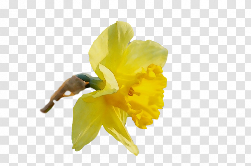 Insect Pollen Petal Yellow Narcissus Transparent PNG