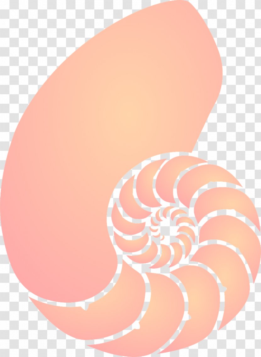 Seashell Nautilidae Conch Clip Art - Cartoon - Rotation Transparent PNG