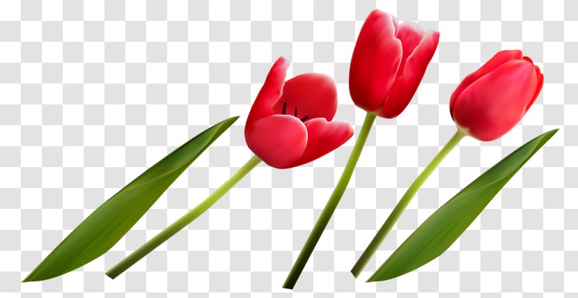 Tulip Flower Bouquet - Bud - A Of Flowers Transparent PNG