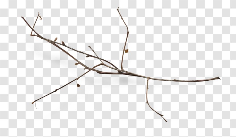 Branch Twig Leaf Walking Stick Insect Line - Plant Tree Transparent PNG