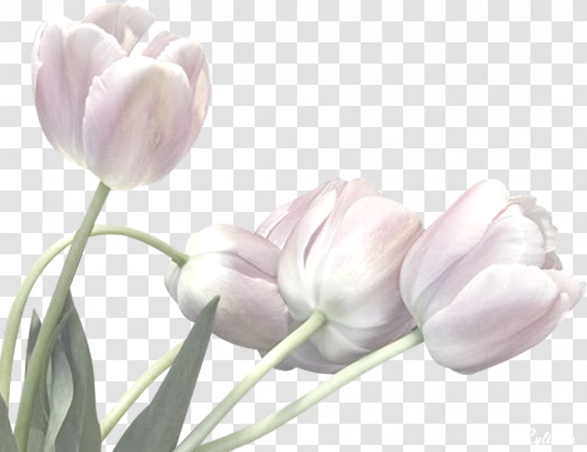 Flower Bouquet Tulip Clip Art - Plant Symbolism - White Lilies Transparent PNG