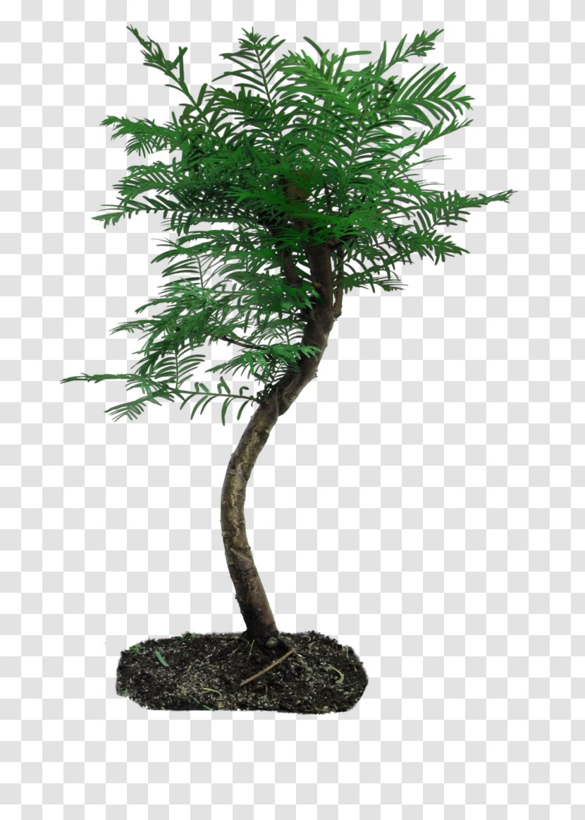 Tree Bonsai Plant - Flowerpot Transparent PNG