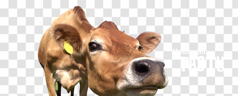 Dairy Cattle Calf Snout - Cow - Grazing Cows Transparent PNG