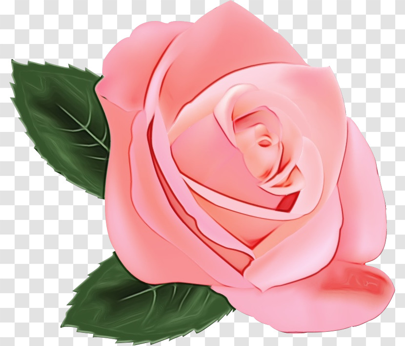 Garden Roses Transparent PNG