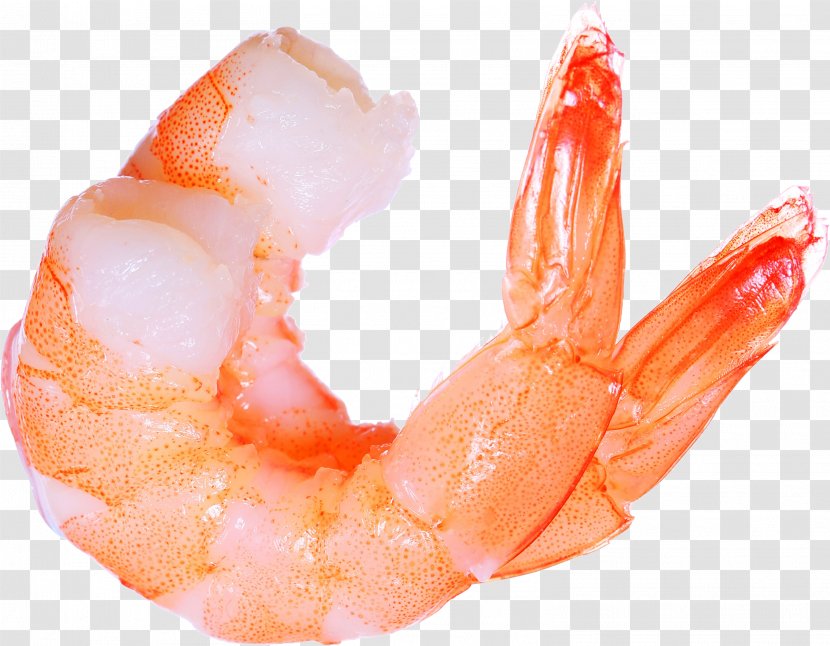 Prawn Cocktail Shrimp Lobster Seafood - Dendrobranchiata - Shrimps Transparent PNG