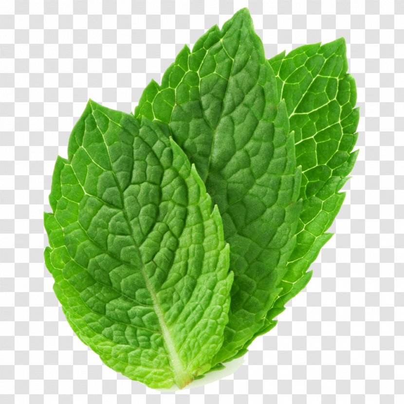 Tea Peppermint Mentha Spicata Arvensis Leaf - Mint Transparent PNG