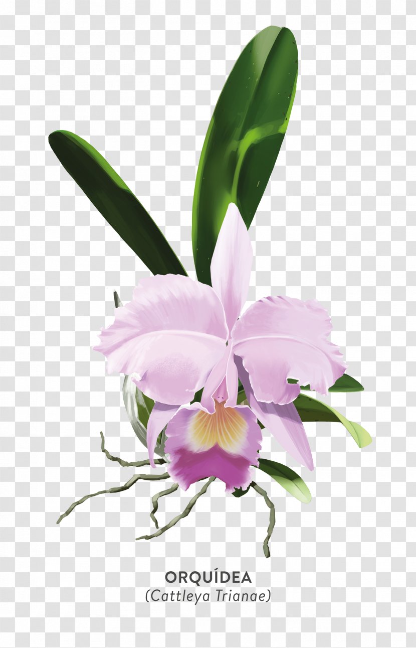 Christmas Orchid Crimson Cattleya Moth Orchids Plants - Flora - Orquideas Ornament Transparent PNG