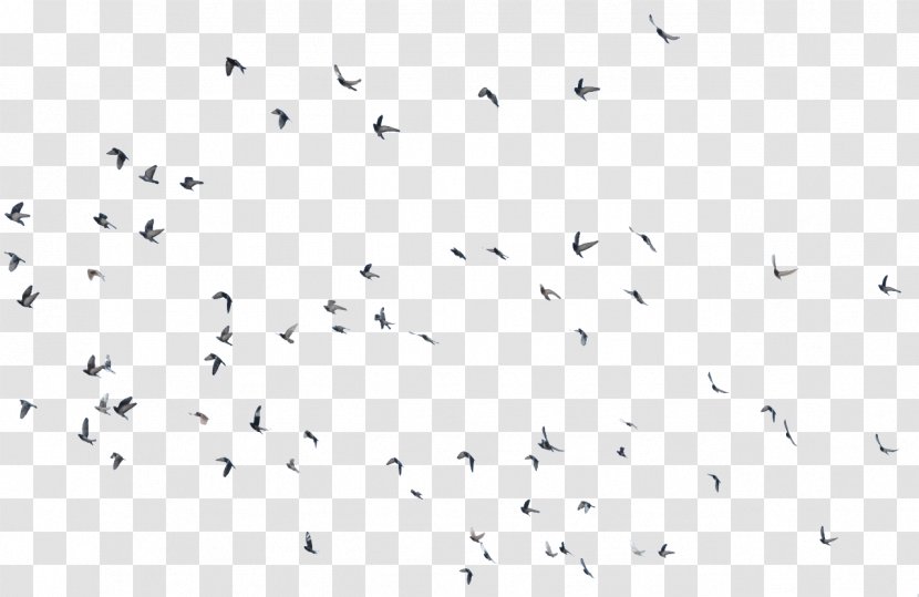 Bird Migration YouTube Animal - Youtube - Flying Transparent PNG