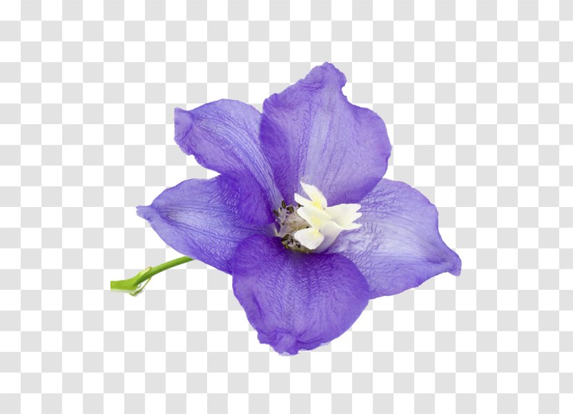 Birth Flower Larkspur Bouquet Birthstone - Purple Transparent PNG