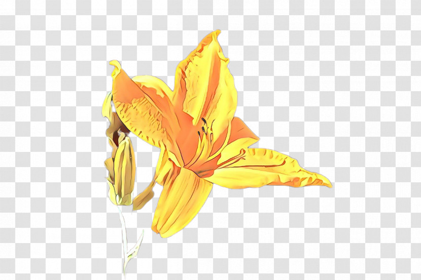 Yellow Flower Daylily Plant Petal Transparent PNG